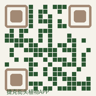捷克街头